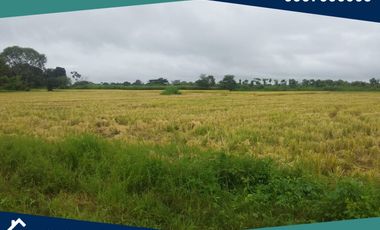 Finca en Venta, Pimocha, Los Ríos, Ecuador