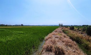 finca arrocera de venta en rocafuerte