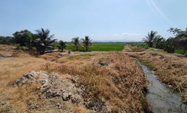 finca arrocera de venta en rocafuerte