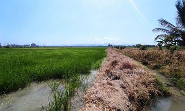 finca arrocera de venta en rocafuerte