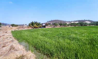 finca arrocera de venta en rocafuerte