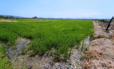 finca arrocera de venta en rocafuerte