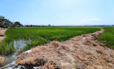 finca arrocera de venta en rocafuerte