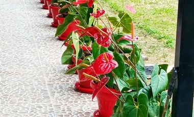 VENDO  O PERMUTO FINCA PRODUCTIVA