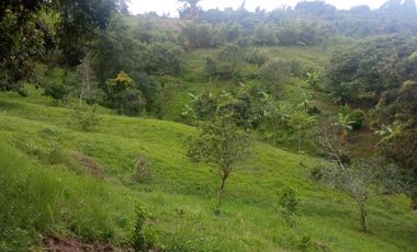VENDO  O PERMUTO FINCA PRODUCTIVA