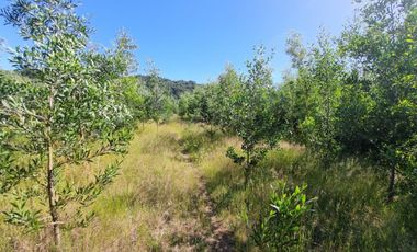 Parcela Sector Vuelta la Culebra Valdivia