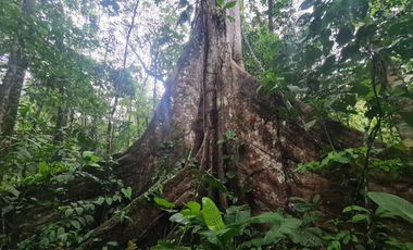 Terreno de 24 Hectáreas con Potencial Ecoturístico a 40 minutos de Tarapoto.