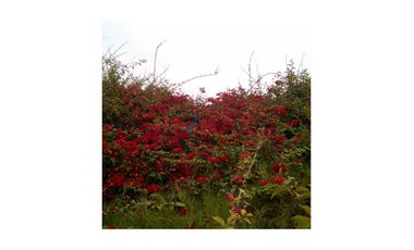 Vendo Terreno Frente Al Mar En Condominio Costa Del Campo