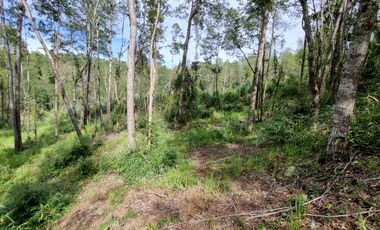 Parcela Urbanizada Sector Cayumapu