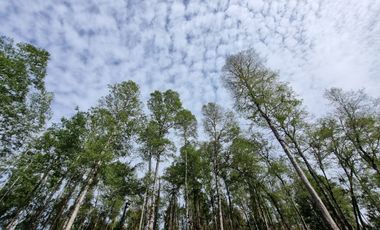 Parcela Urbanizada Sector Cayumapu