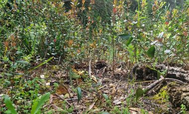 Parcela Sector El Arenal