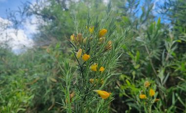 Parcela Sector El Arenal