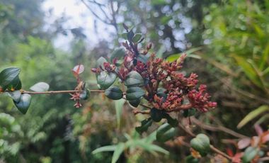 Parcela Sector El Arenal