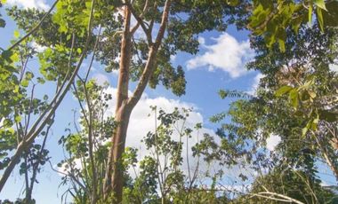 Vendo Terreno De 9 Hectáreas Con 444M2 En El Mismo Moyobamba