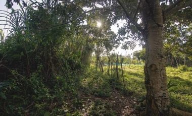 Vendo Terreno De 9 Hectáreas Con 444M2 En El Mismo Moyobamba