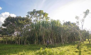 Vendo Terreno De 9 Hectáreas Con 444M2 En El Mismo Moyobamba
