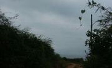 MACROLOTE EN LA RUTA  DE SPONDYLUS, PALMAR