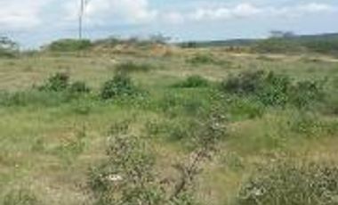 MACROLOTE EN LA RUTA  DE SPONDYLUS, PALMAR