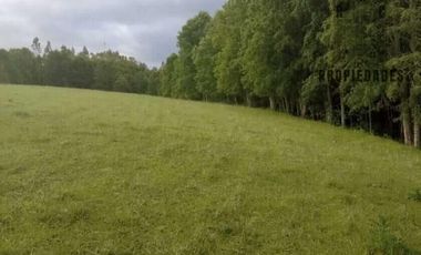 CAMPO AGRICOLA GANADERO DE 53,44 HECTAREAS A 12 KMS DE PAILLACO