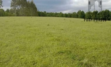 CAMPO AGRICOLA GANADERO DE 53,44 HECTAREAS A 12 KMS DE PAILLACO