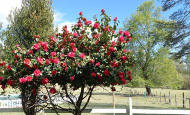 Pucón, hacia 2da. Faja, sector Molco en venta atractiva casa en parcela 5000m2