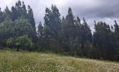 TERRENO DE 5.5 HECTÁREAS CERCANO A LA UNION