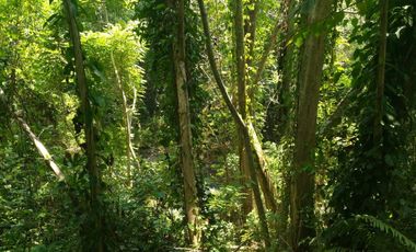 Freehold - 1.500 sqm Riverfront land for sale in south Ubud