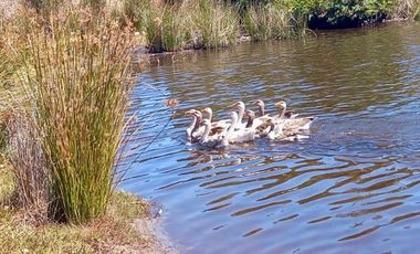 Parcela con laguna 3,5 hectáreas en Ilque, Puerto Montt