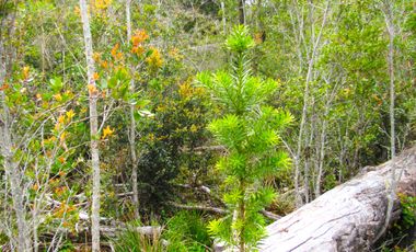 Parcela en Pargua, Maullin