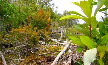 Parcela en Pargua, Maullin