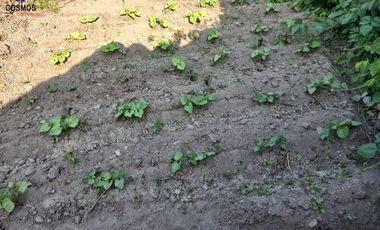 Venta de terreno en Atuntaqui en la Av. San Vicente, 500 m2