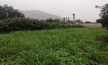 Terreno en Venta, 5,763 m2, con Pozo Subterráneo Propio en Pachacamac