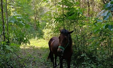 Quizás ahora solo buscas un lugar tranquilo junto al río y una casa de campo para disfrutar la vida junto a quienes más amas.