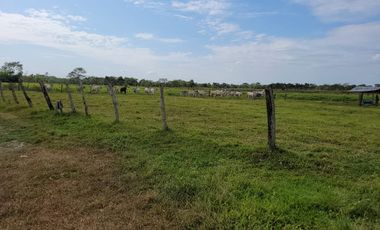 VENDO FINCA EN VILLAVICENCIO 64 HECTAREAS GANADERAS Y CULTIVOS VEREDA LA VIGIA