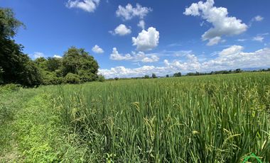 A Nice plot of Land for sale San Kamphaeng