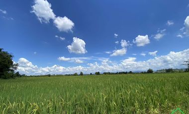 A Nice plot of Land for sale San Kamphaeng