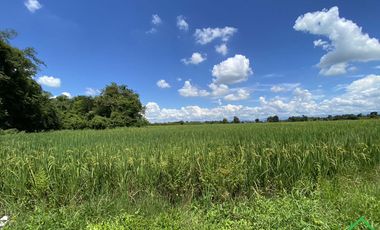 A Nice plot of Land for sale San Kamphaeng