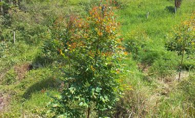 Venta de lotes en La Cumbre Pavas