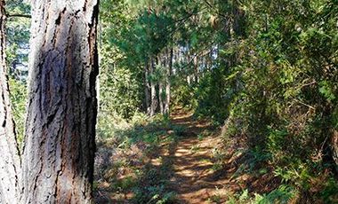 32 HA DE TERRENO CON BOSQUE PROFUNDO Y RÍO
