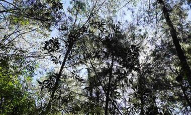 32 HA DE TERRENO CON BOSQUE PROFUNDO Y RÍO