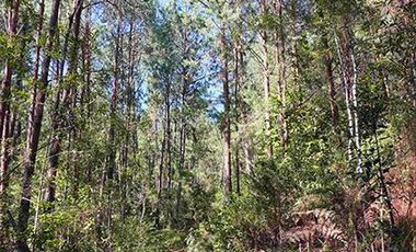 32 HA DE TERRENO CON BOSQUE PROFUNDO Y RÍO