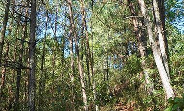 32 HA DE TERRENO CON BOSQUE PROFUNDO Y RÍO