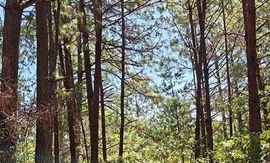 32 HA DE TERRENO CON BOSQUE PROFUNDO Y RÍO