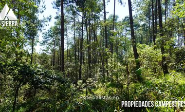 32 HA DE TERRENO CON BOSQUE PROFUNDO Y RÍO