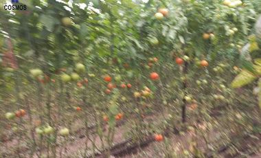 Propiedad de venta en Urcuqui sector Tumbabiro, 5,5 hectáreas