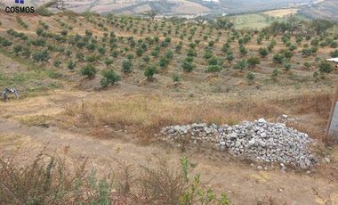 Propiedad de venta en Urcuqui sector Tumbabiro, 5,5 hectáreas