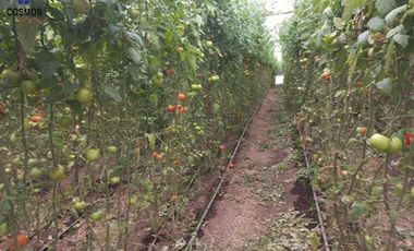 Propiedad de venta en Urcuqui sector Tumbabiro, 5,5 hectáreas