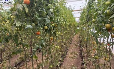 Propiedad de venta en Urcuqui sector Tumbabiro, 5,5 hectáreas