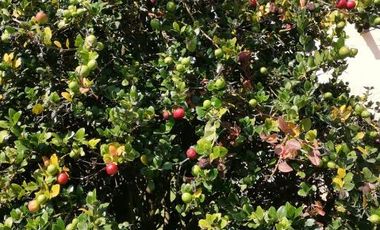 SE VENDE CASA COMO TERRENO EN FRACCIONAMIENTO JARDINES DE AHUATEPEC