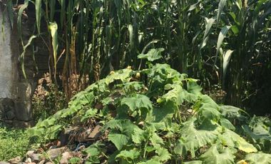 Se vende terreno, cuenta con servicios